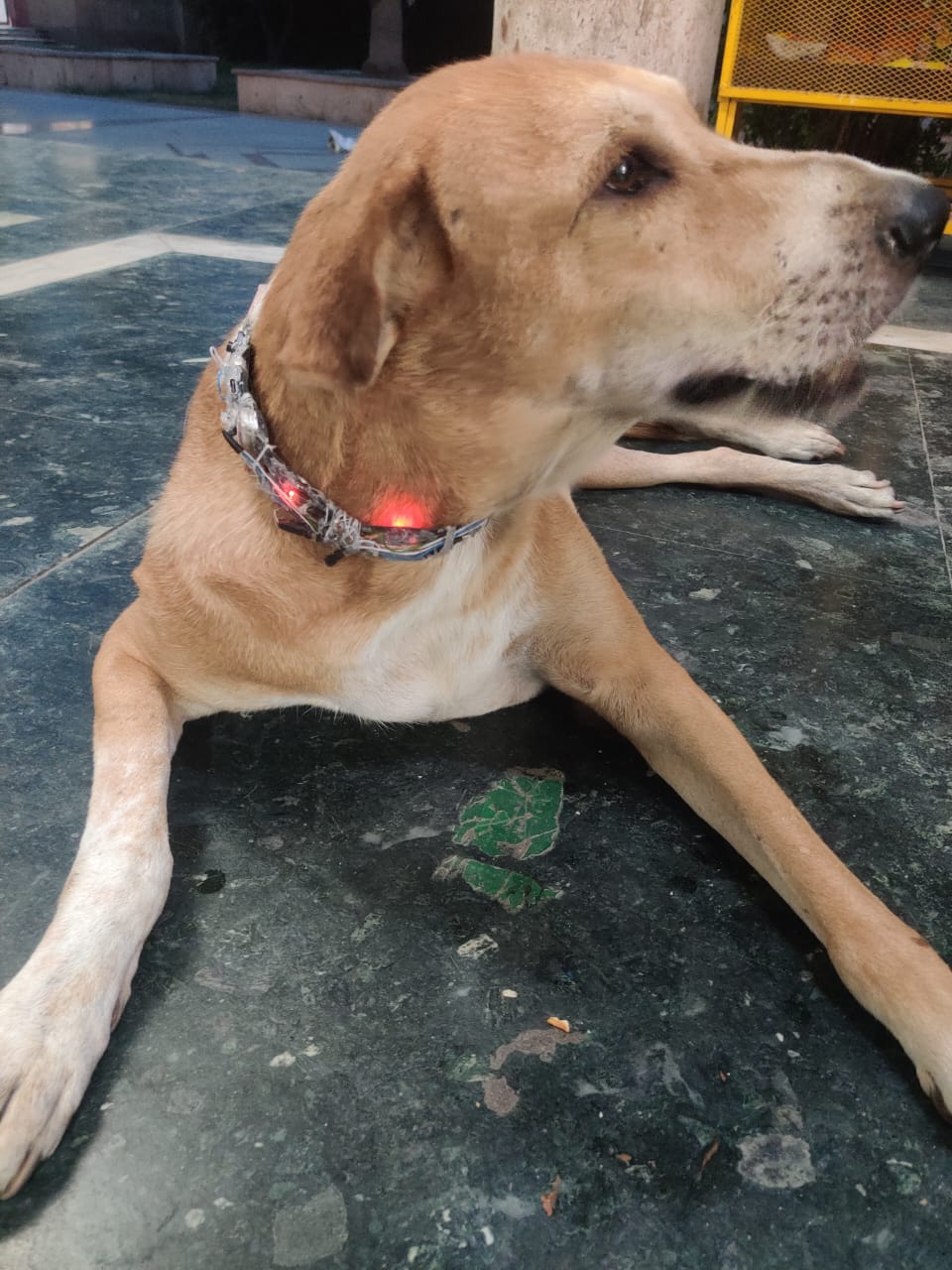 A close-up of the collar prototype