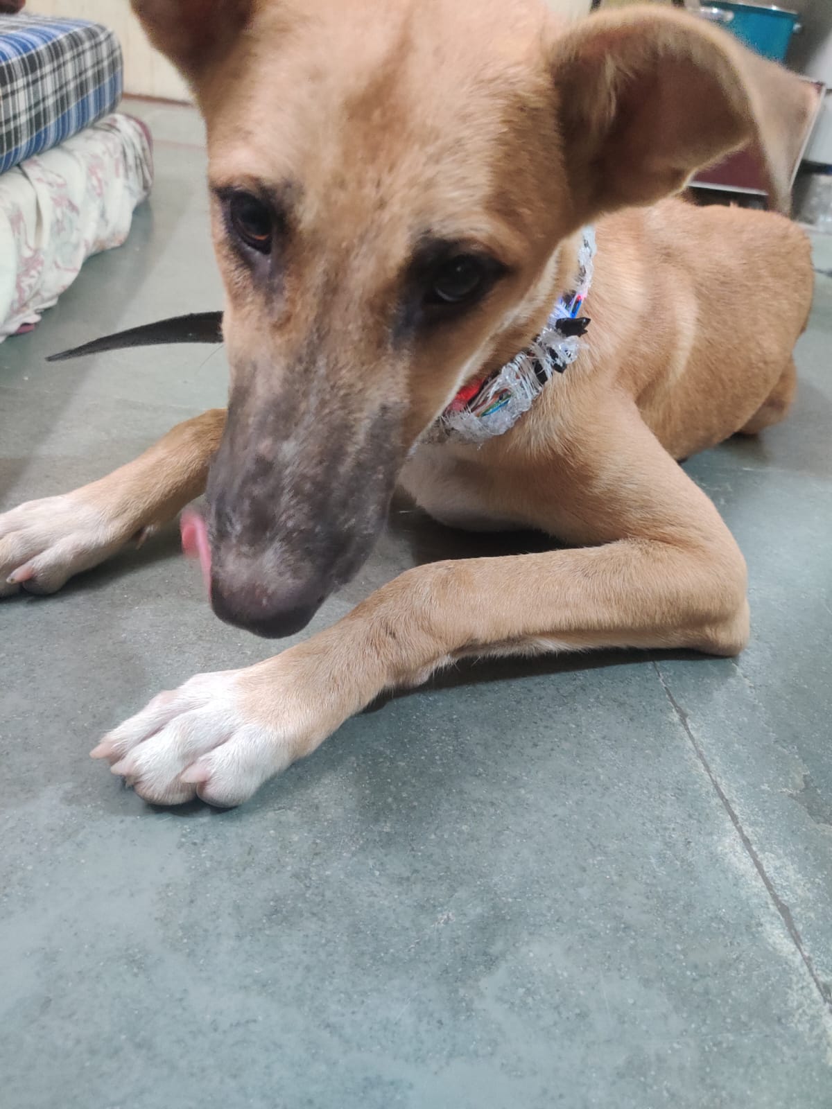 A dog happily playing while wearing the collar