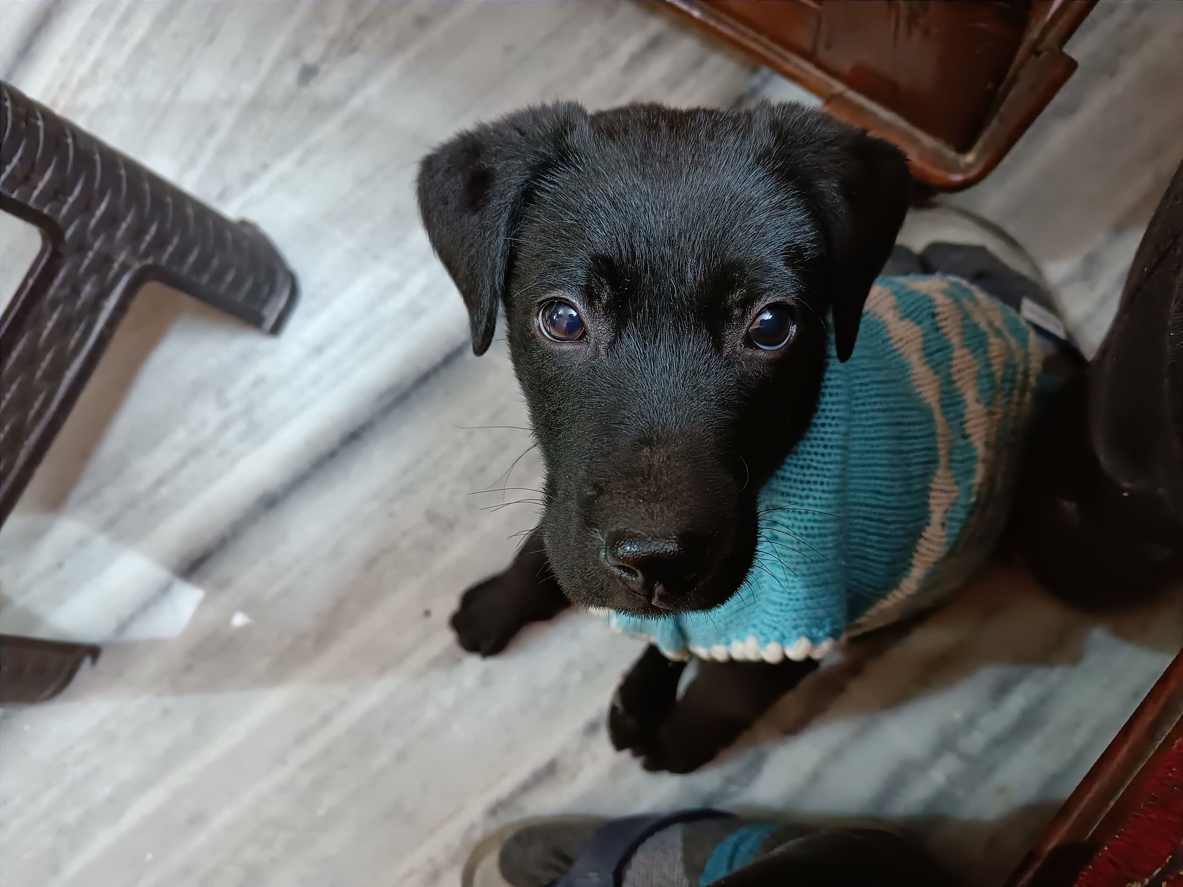 A photo of a beloved dog named Leo